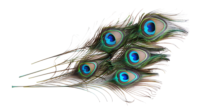 Peacock feathers on white background