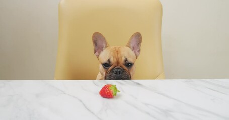 French Bulldog puppy sits at dining table, raising up and eyeing single organic strawberry with disgruntled expression. Slow motion shot, young dog gazing straight ahead with dewy eyes