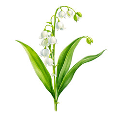 Lily of the valley flower Watercolor clipart, isolated on white background, clipart icon
