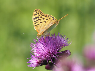 The cardinal butterfly, Argynnis Pandora, on a thistle flower