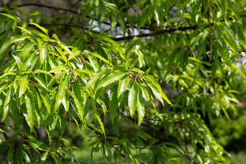 Giant dogwood trunk and green leaves Cornaceae deciduous tall tree