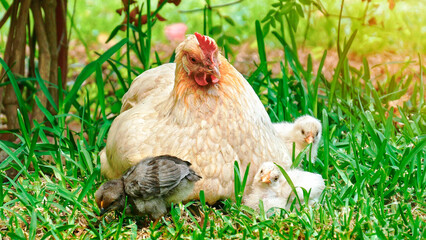 Serene Hen and Chicks in Springtime Meadow