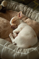 cute lovely puppy chihuahua taking a nap on his back on a beige microfiber pet bed