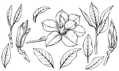 Black and white set of magnolia flowers, leaves and buds. Handmade graphics.
