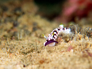 A Goniobranchus geometricus nudibranch crawling on soft coral Boracay Island Philippines