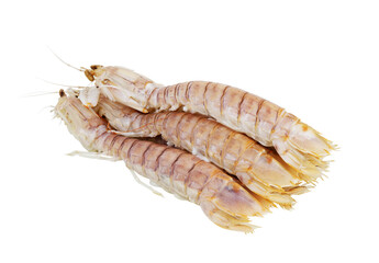 Several mantis shrimps isolated on white background.