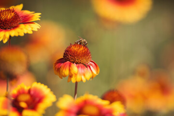Bee gathering honey on alone flower in summer steppe. pollination by bees colorful flowers Gaillardia in the garden