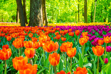 Multicolored tulips are blooming in the park. Annual Tulip Festival in St. Petersburg.