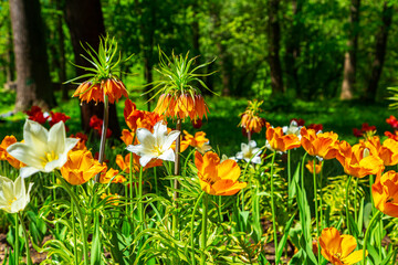 Multicolored tulips are blooming in the park. Annual Tulip Festival in St. Petersburg.