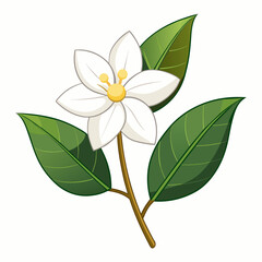 Jasmine vector artwork and svg file