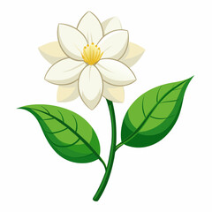 Jasmine vector artwork and svg file
