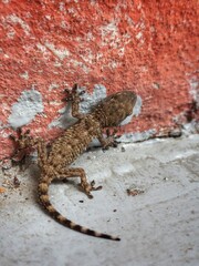 gecko