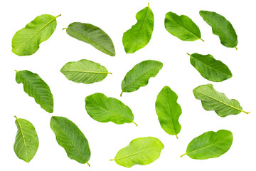Guava leaves on white background.
