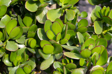 Crassula ovata succulent plant (Jade plant)