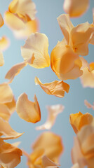 Falling petals of yellow roses, delicate palette, Romantic floral background with space to copy