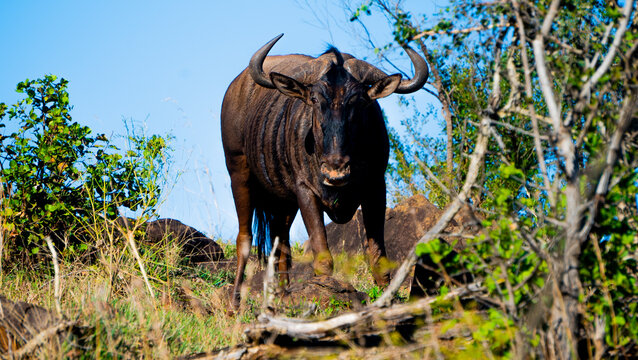 African Buffalo in wild - surrounded by green and brown trees - daylight and natural light.