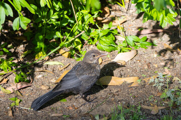Young blackbird exploring the ground under a bush