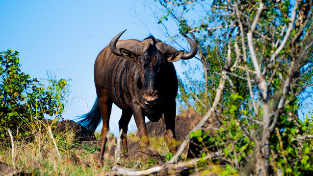 African Buffalo in wild - surrounded by green and brown trees - daylight and natural light.