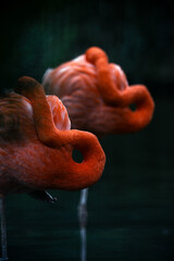 schlafende Flamingos