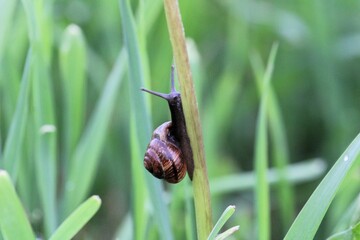 close-up of a snail crawling on a blade of grass on a green blurred background