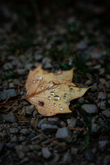 Blatt mit Regentropfen