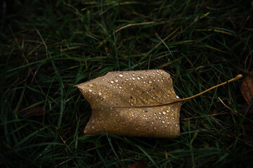 Wassertropfen auf einem Herbstblatt