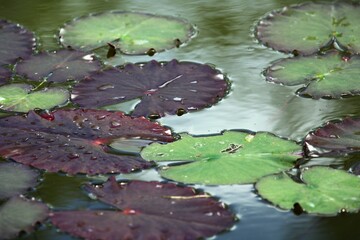 green and dark red water lily leaves with water droplets on them close up