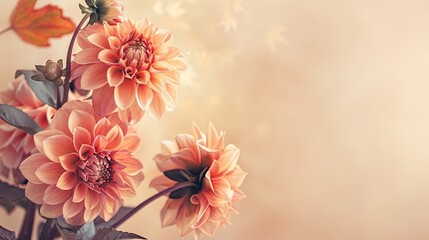 Autumn dahlias flowers bouquet on beige background