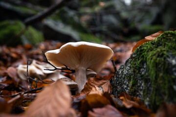 Pilz im Herbstlaub