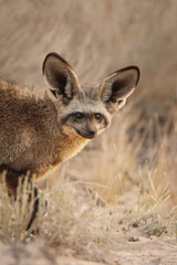 bat-eared fox 