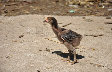Little black chicken in the backyard on a sunny day
