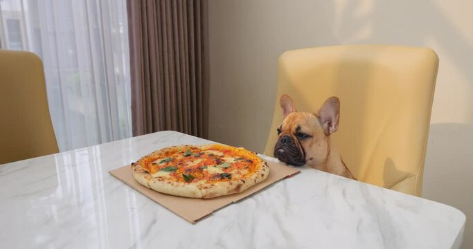Puppy sits at dining table and stares hypnotically at pizza in front of him. Its pleading eyes and tense posture reveal deep desire and frustration, embodying test of patience and restraint.