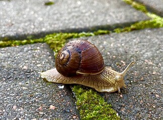 snail on a leaf