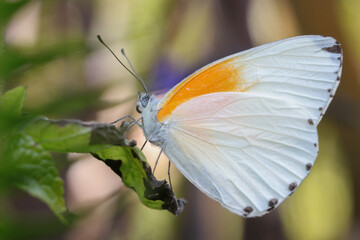 butterfly on a flower