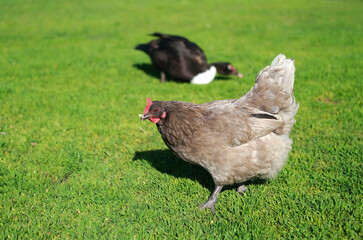 Free-range gray hen pecks the ground and walks slowly through an open grassy green field on farm.