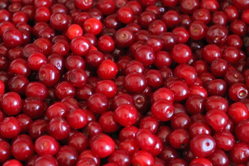 red cranberries background