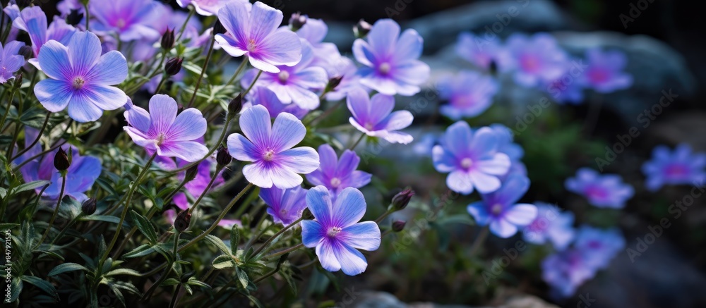 Wall mural purple wildflower of melastoma malabathricum l subsp senggani flower plant. creative banner. copyspa