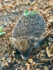 hedgehog in the woods