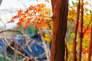 紅葉