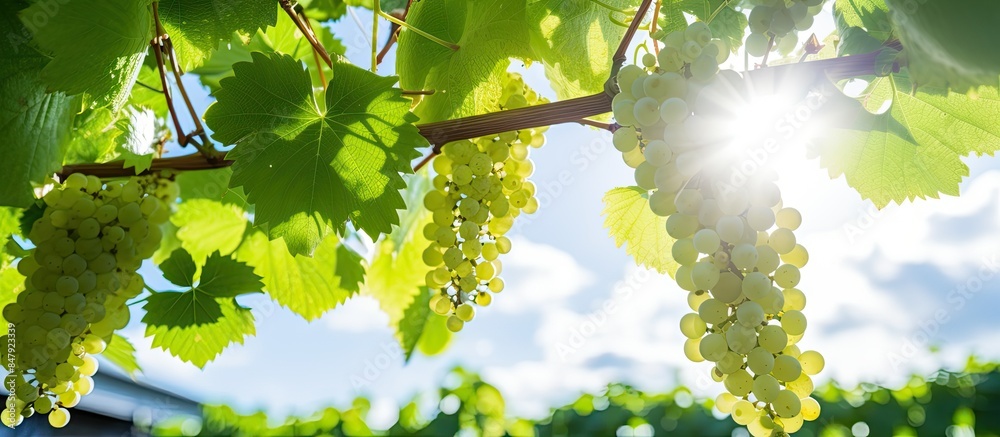 Poster close up of flowering grape vine grapes bloom in summer day. Creative banner. Copyspace image