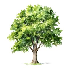 Majestic Oak Tree in Vibrant Watercolor on Clean White Background