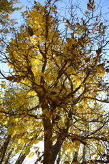 autumn view of picturesque village Alborz Mountain and on background