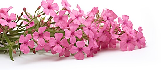 pink phlox isolated on white background. Creative banner. Copyspace image