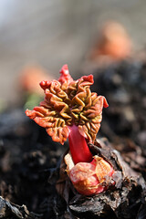 Rhubarb, new red leaves in early spring