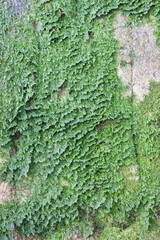 Plagiothecium denticulatum, known as  dented silk-moss or  toothed plagiothecium moss