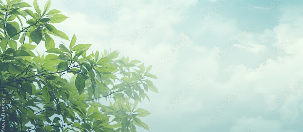 Poster leaf below the blur sky. creative banner. copyspace image