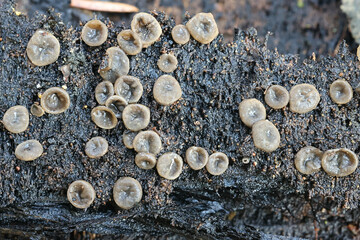 Encoelia pruinosa, also called Sclerencoelia pruinosa, commonly known as Sooty-bark canker,  the...