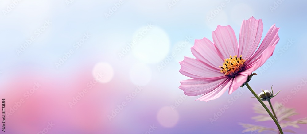 Poster abstract blur background for web design pink flower colorful blurred wallpaper. creative banner. cop