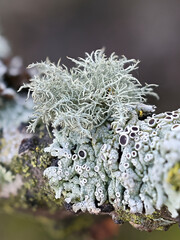 Usnea hirta, known as bristly beard lichen, and various other epiphytic lichens including...