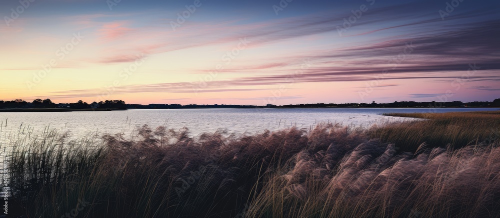 Poster silhouette of grasses and marsh land in a bay at twilight. creative banner. copyspace image